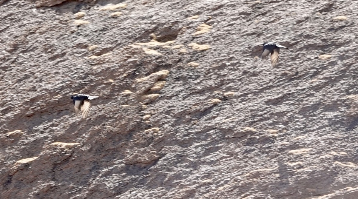 Mountain Chat - ML643370236