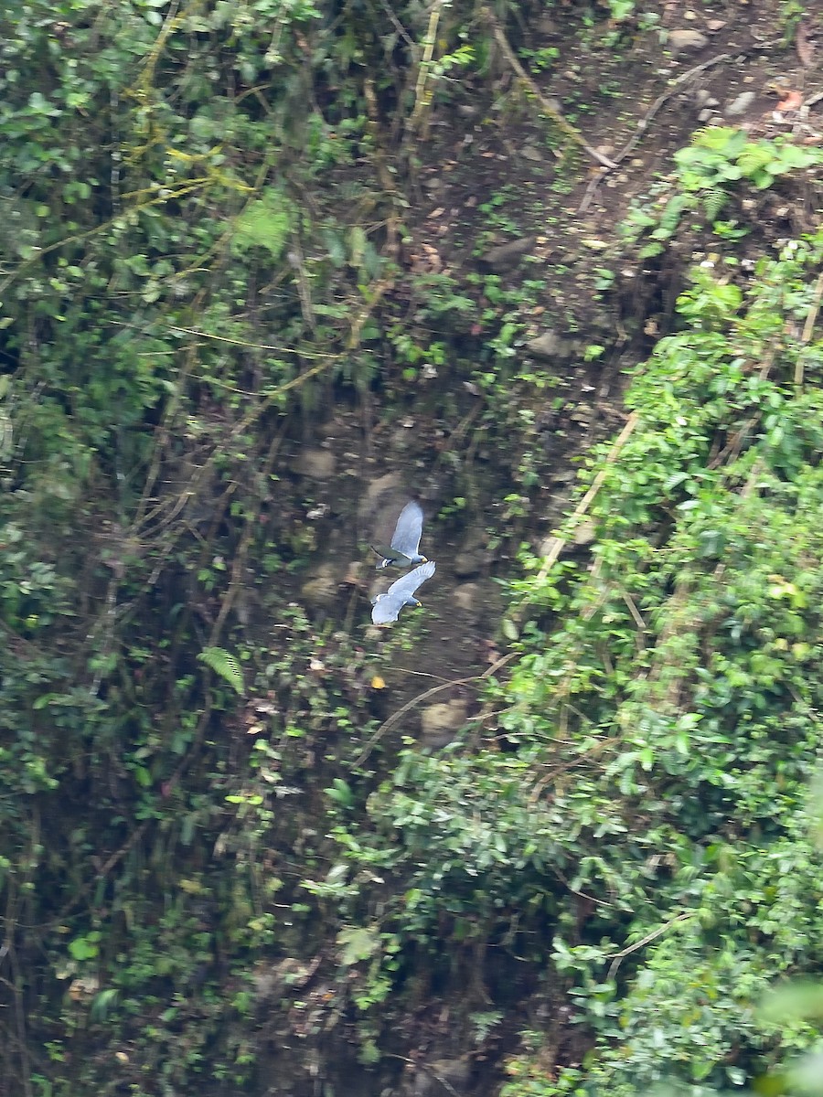 Barred Hawk - ML643370253