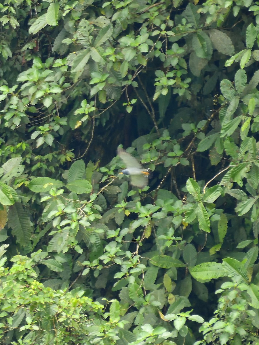 Barred Hawk - ML643370254