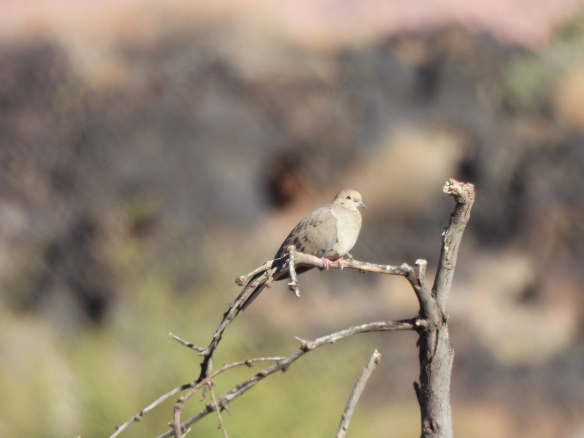 Mourning Dove - ML643370257