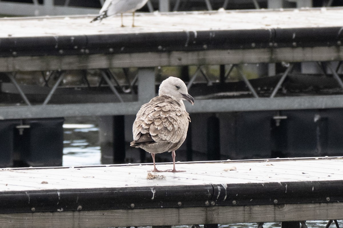 American Herring Gull - ML643370259