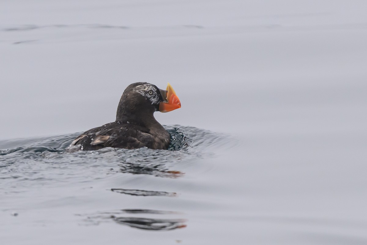 Tufted Puffin - ML643370261