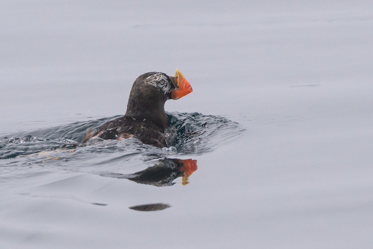 Tufted Puffin - ML643370262