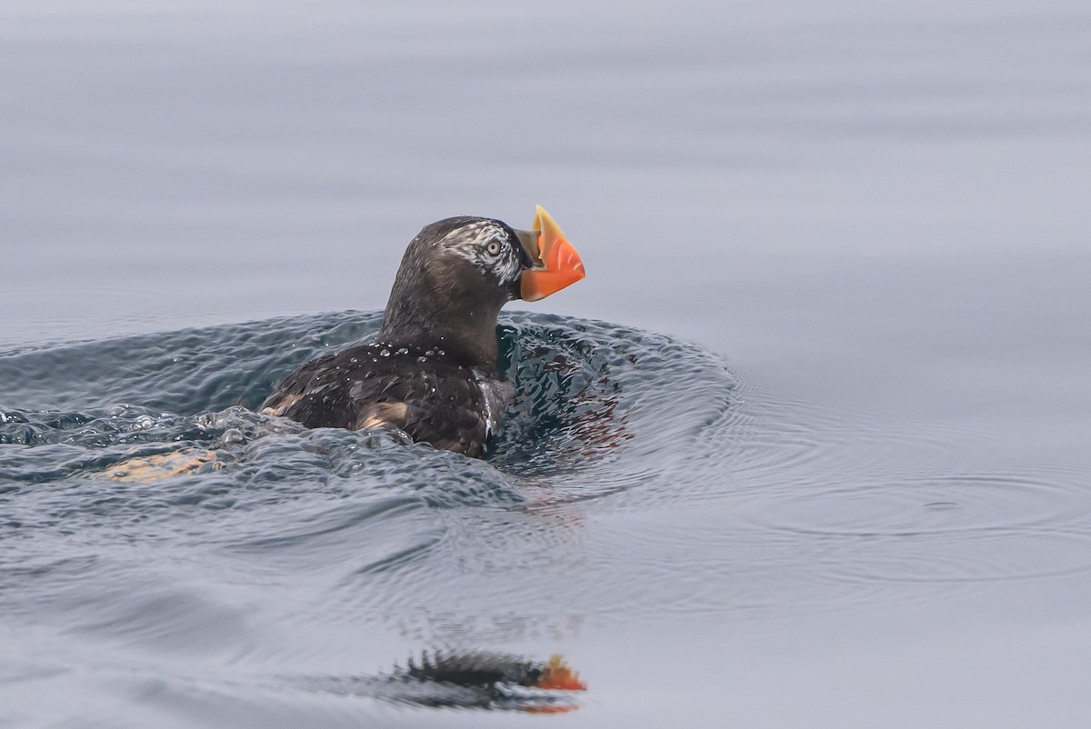 Tufted Puffin - ML643370263