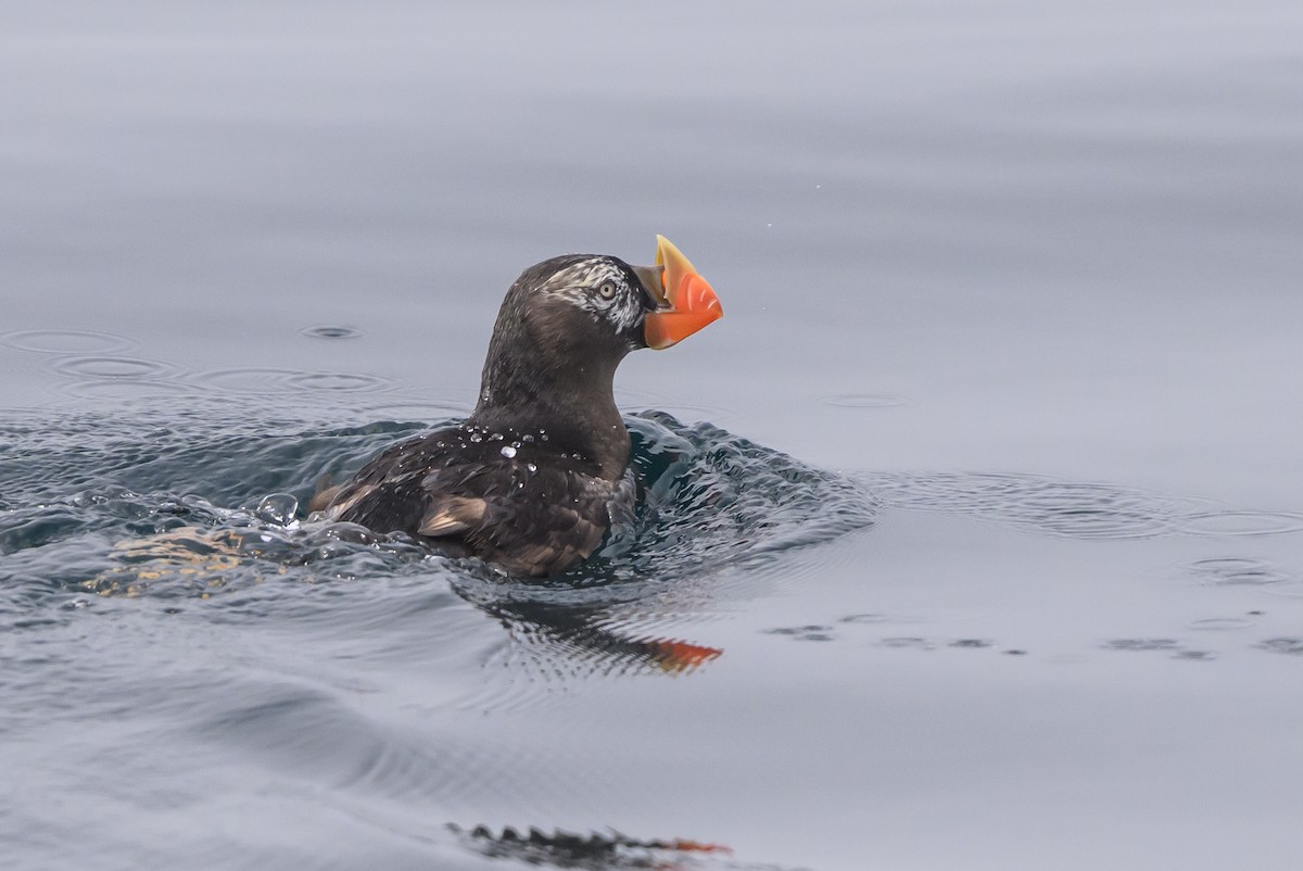 Tufted Puffin - ML643370264