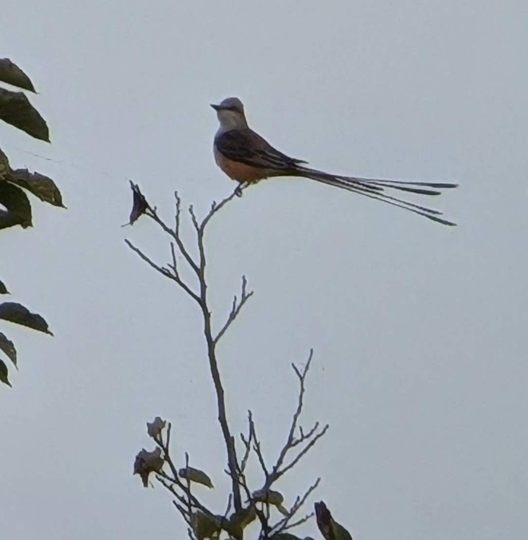 Scissor-tailed Flycatcher - ML643370265