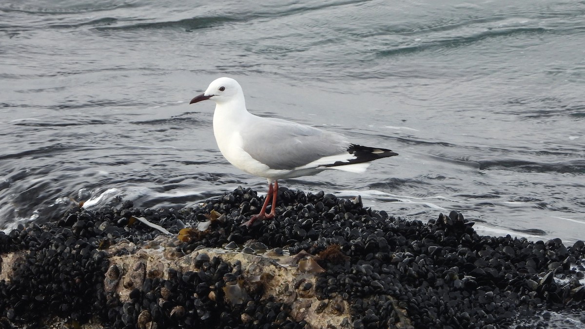 Hartlaub's Gull - ML643370266