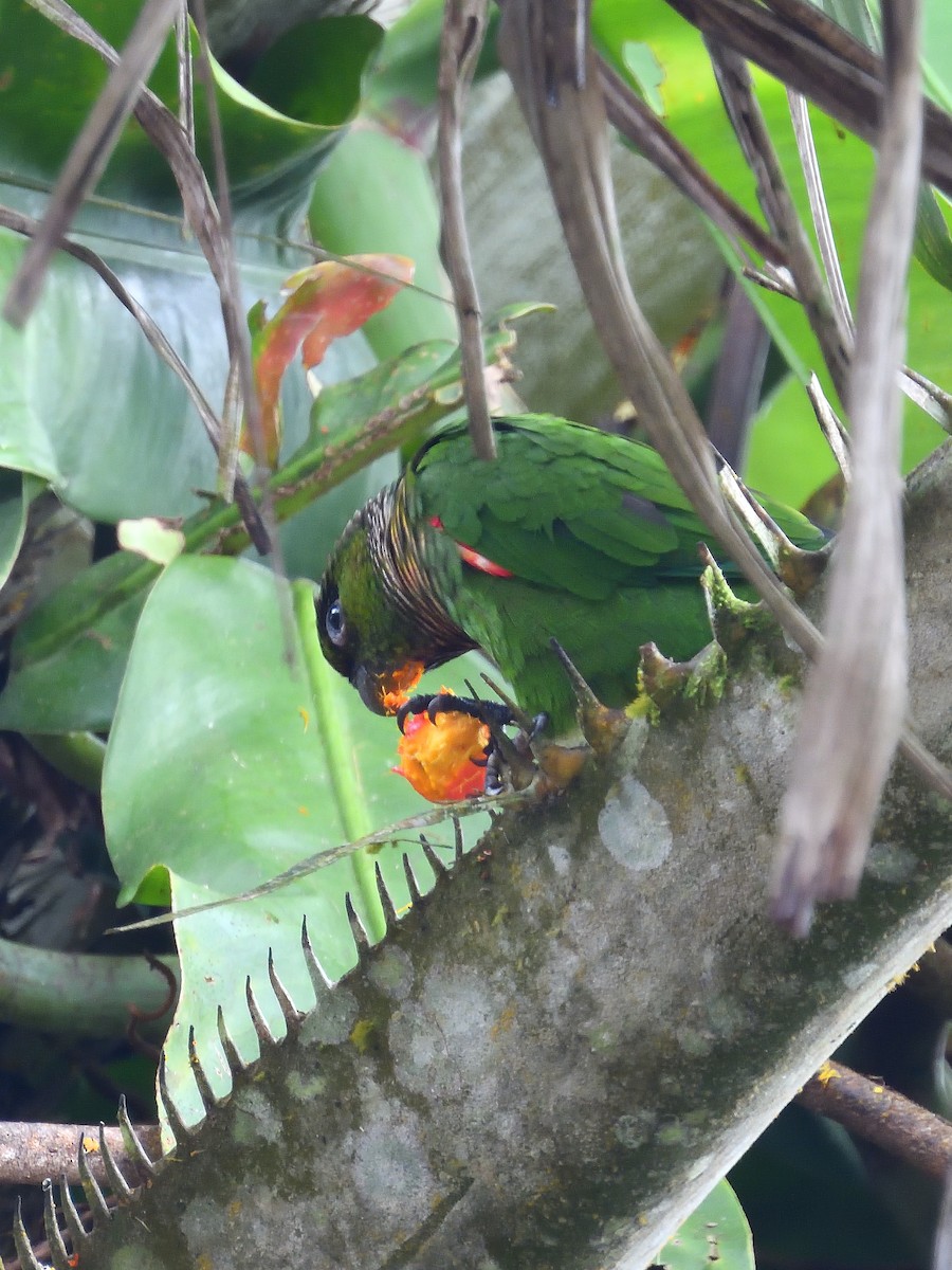 Maroon-tailed Parakeet (Choco) - ML643370268