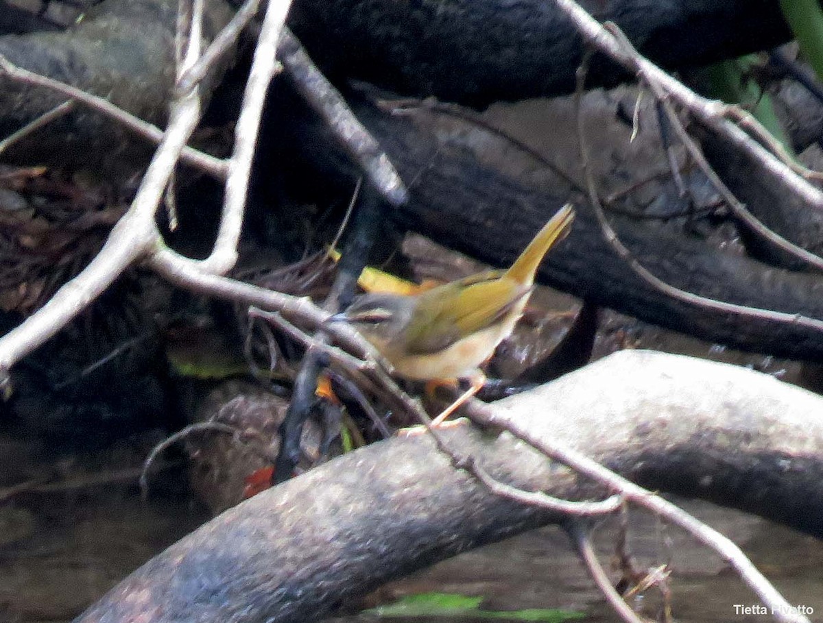 Riverbank Warbler - ML643370269