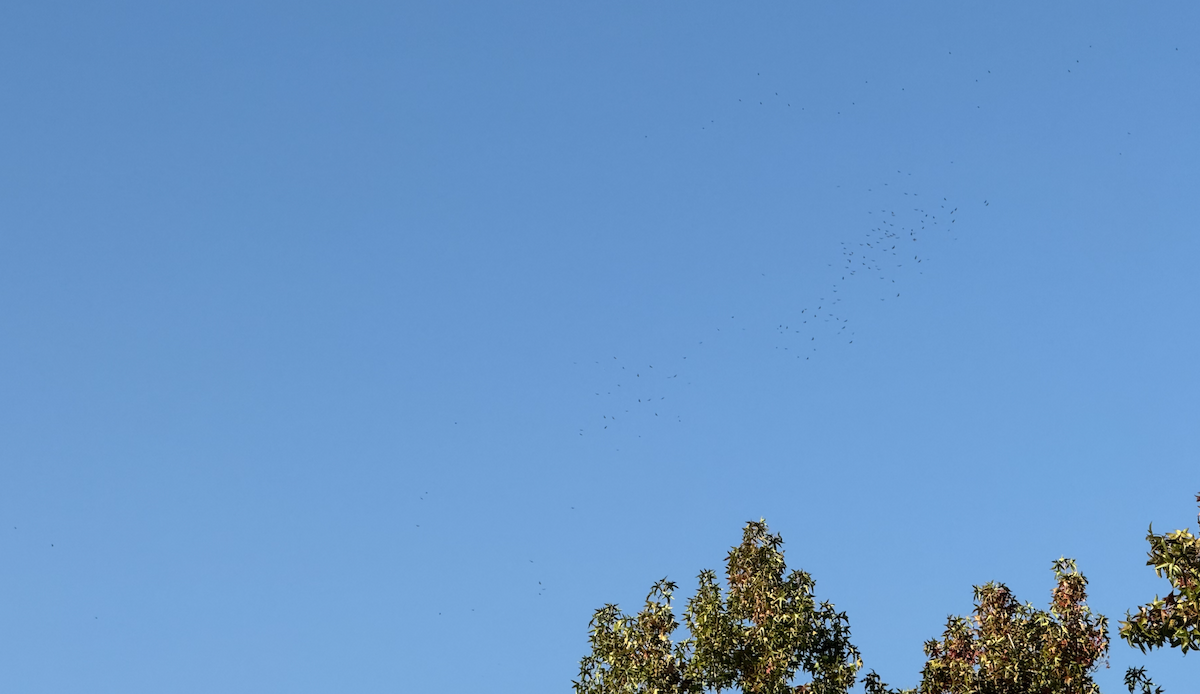 kalkunkondor - ML643370270