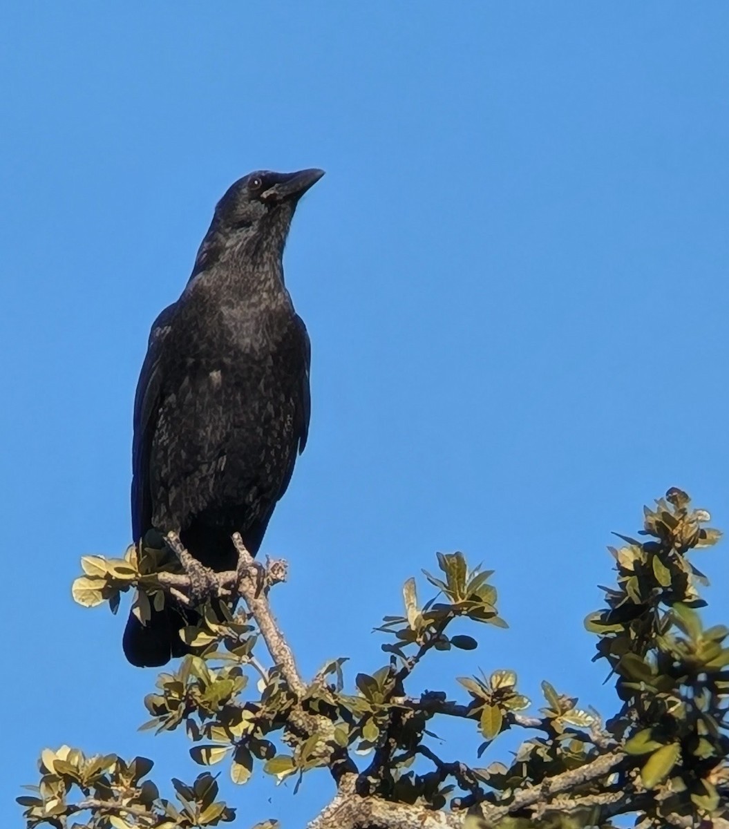 American Crow - ML643370271