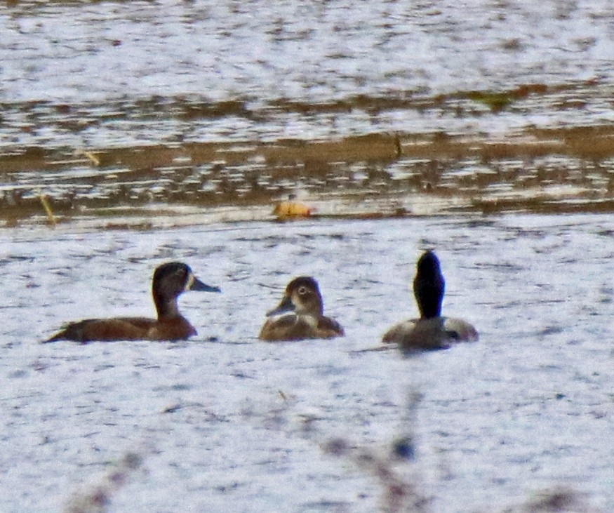 Ring-necked Duck - ML643370273