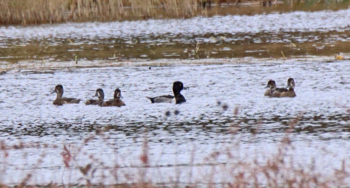 Ring-necked Duck - ML643370274