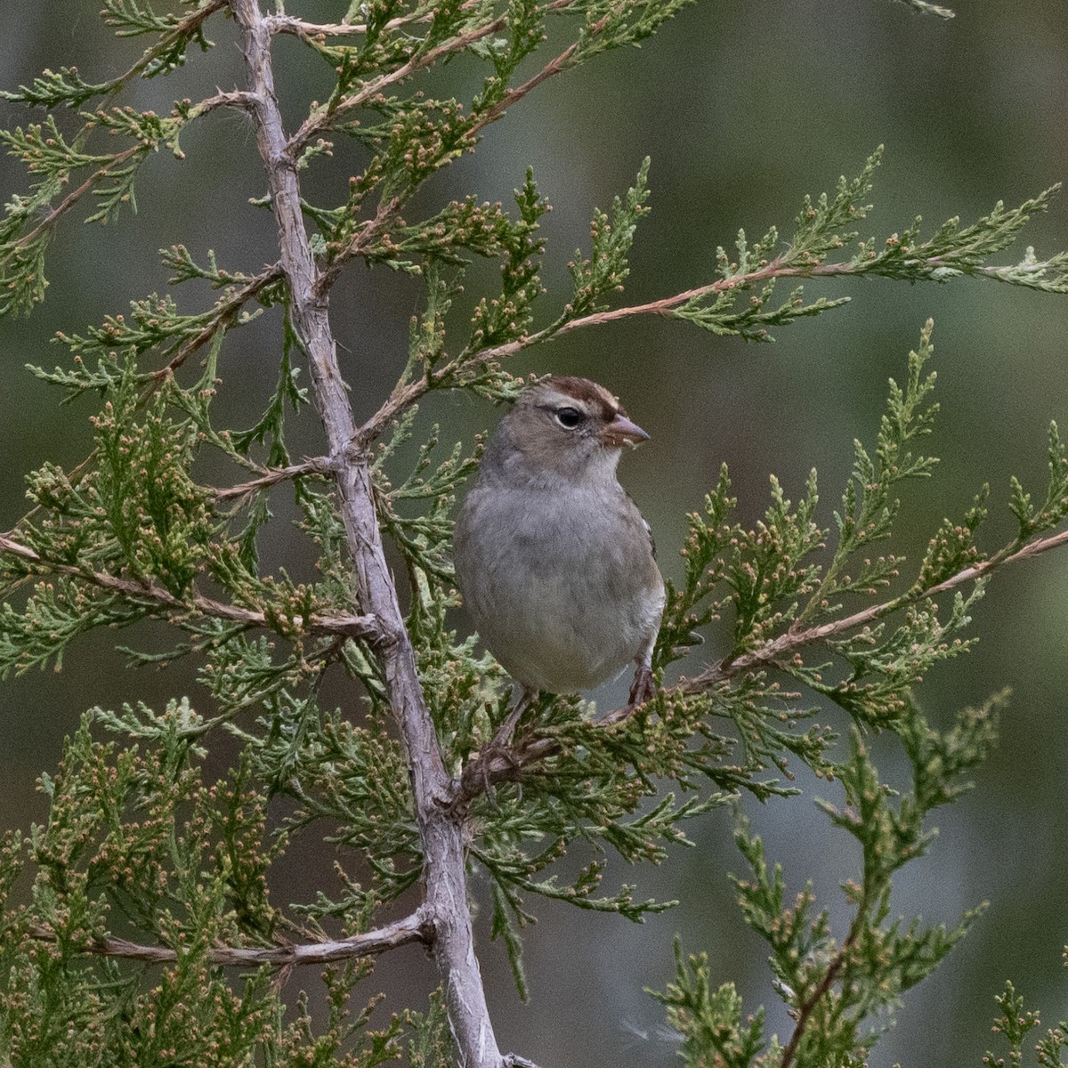White-crowned Sparrow - ML643370282