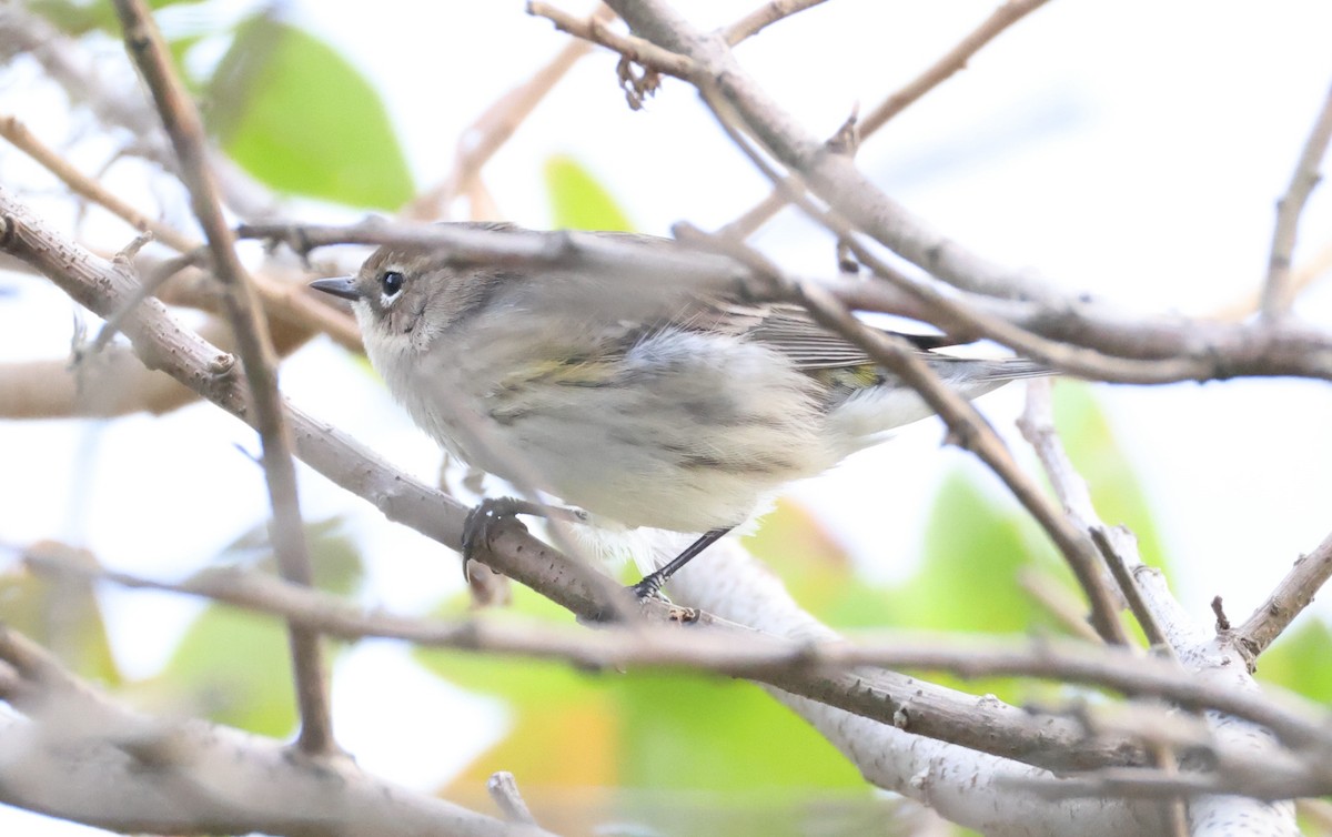 Yellow-rumped Warbler - ML643370285