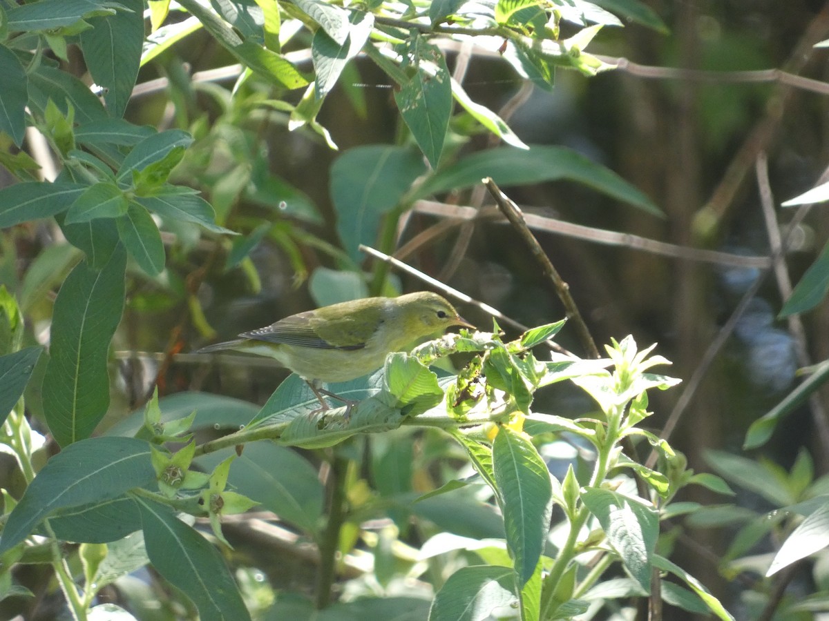 Tennessee Warbler - ML643370323