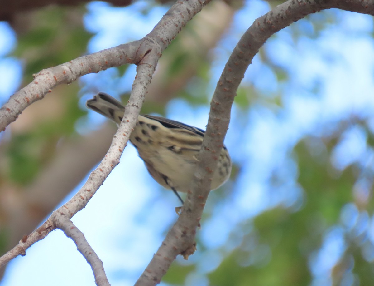 Black-and-white Warbler - ML643370339