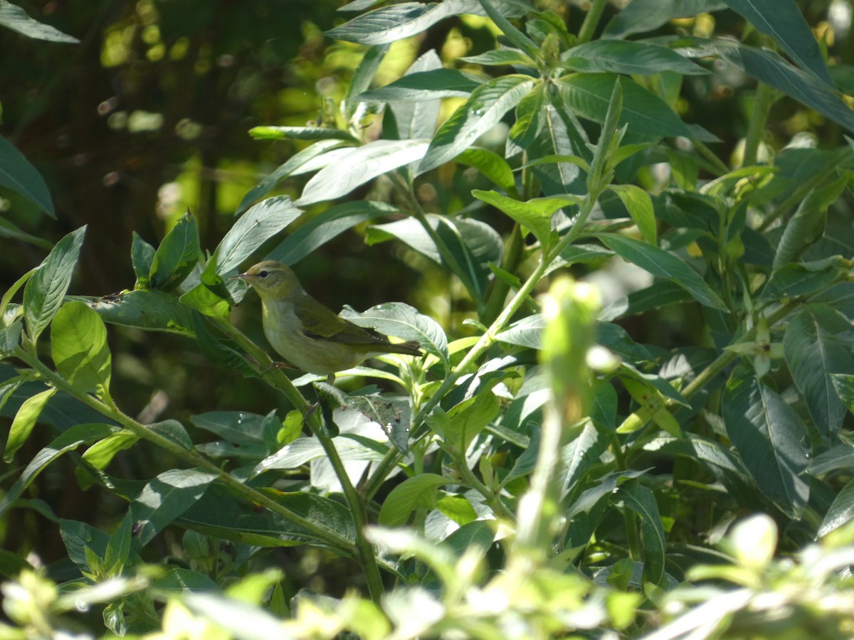 Tennessee Warbler - ML643370352