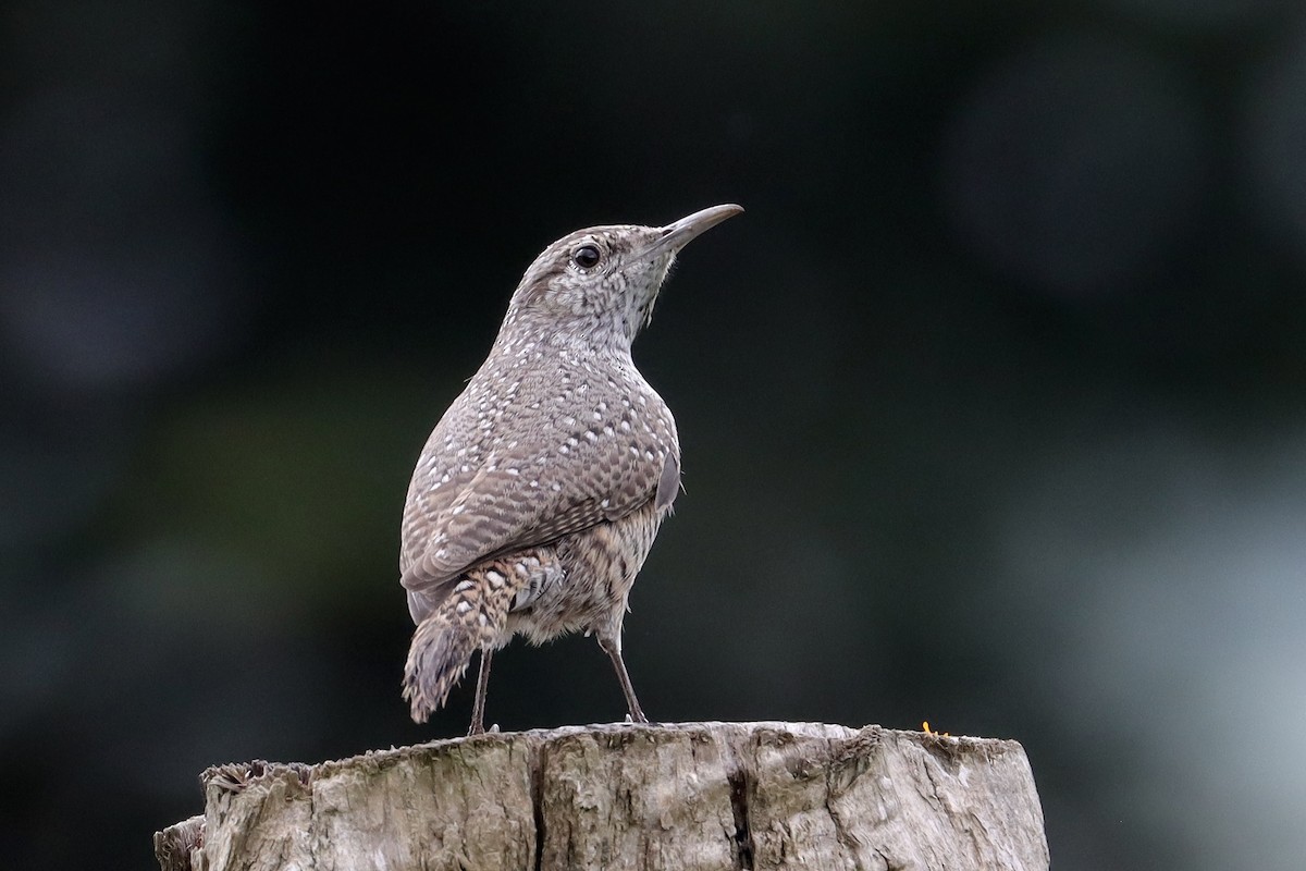 Rock Wren (Central American) - ML643370357