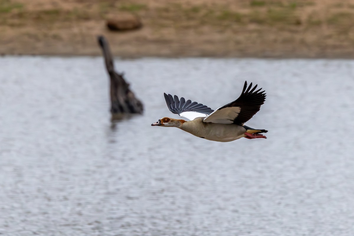 Egyptian Goose - ML643370362