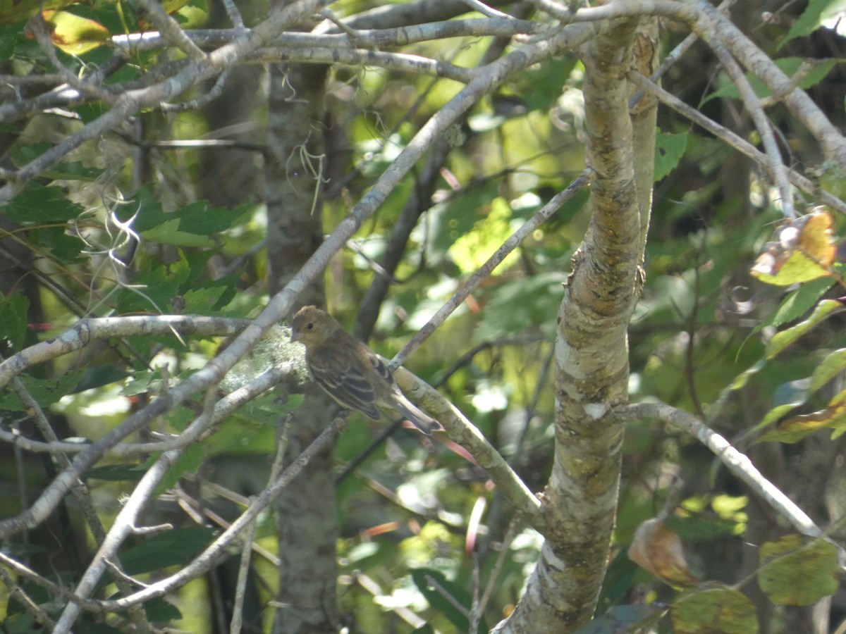 Indigo Bunting - ML643370370