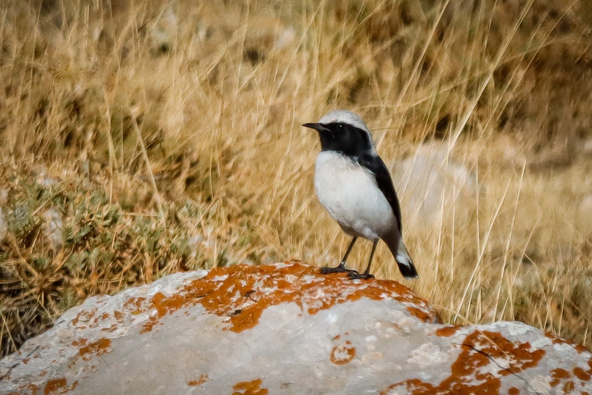 Finsch's Wheatear - ML643370373