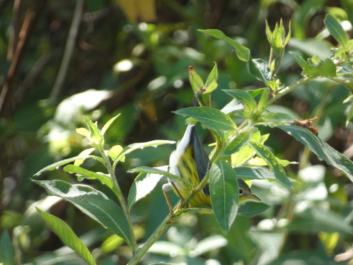 Magnolia Warbler - ML643370379