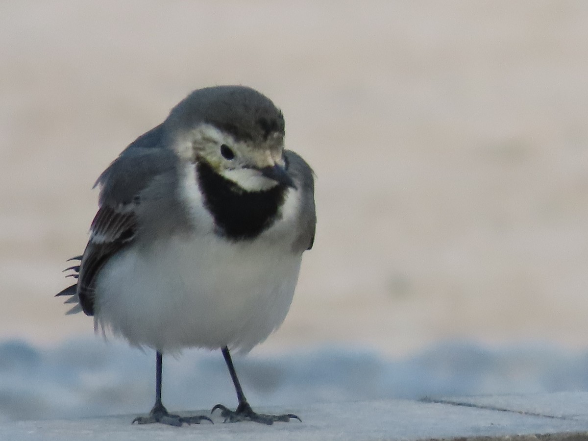 White Wagtail - ML643370390