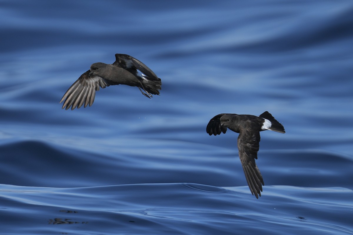European Storm-Petrel - ML643370398