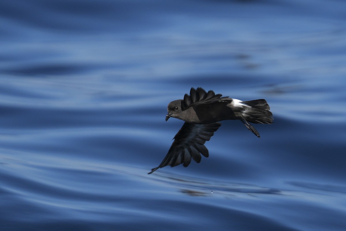 European Storm-Petrel - ML643370399