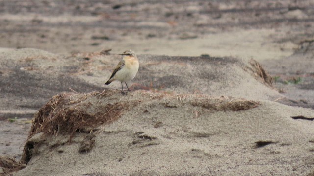 ハシグロヒタキ - ML643370407