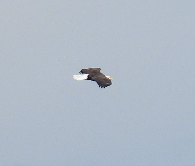 Bald Eagle - ML643370411