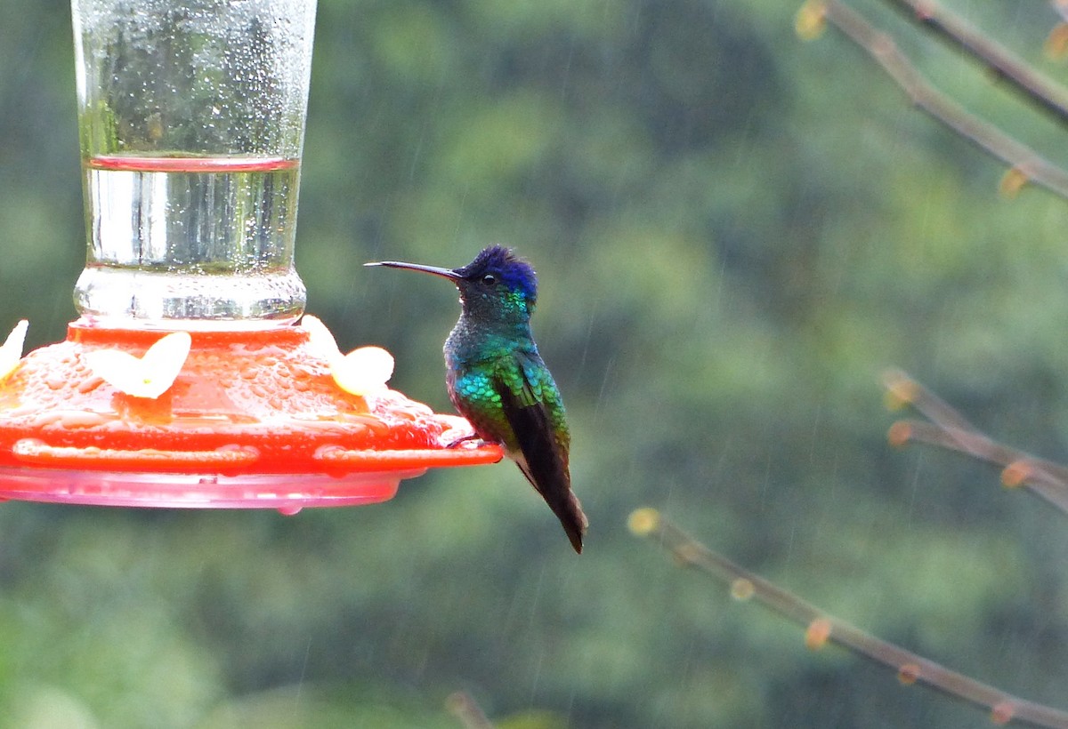 Golden-tailed Sapphire - ML643370416
