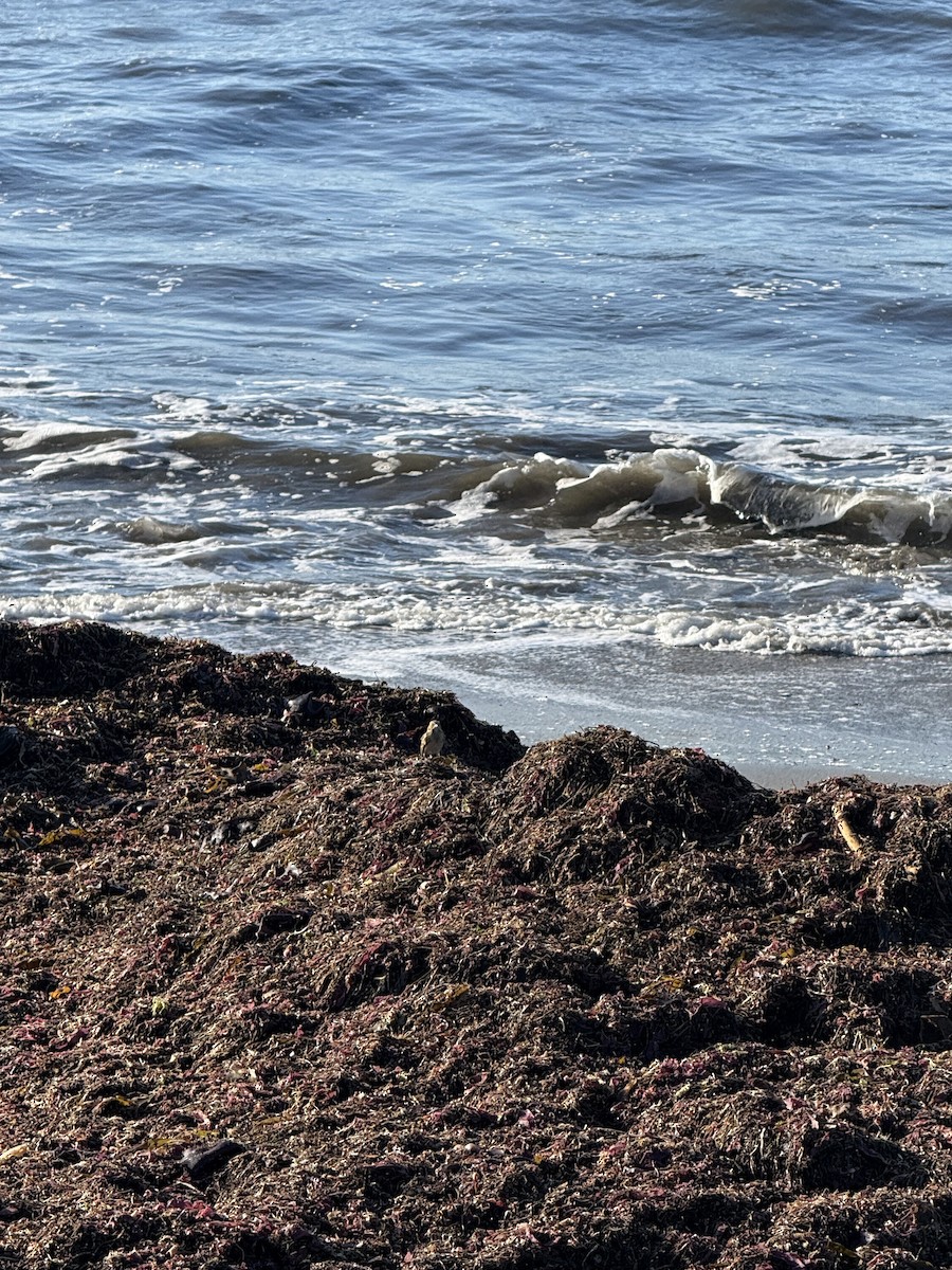 Буулгат хөмрөг - ML643370432