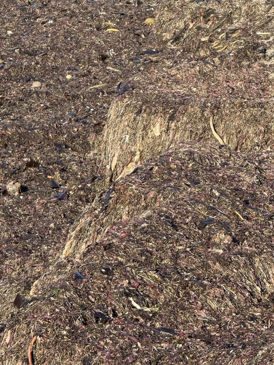 Буулгат хөмрөг - ML643370433