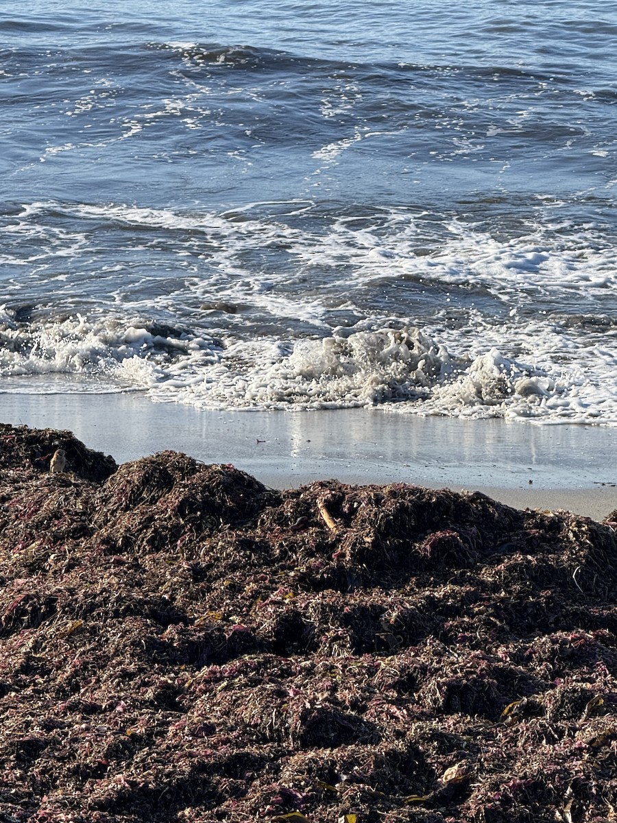 Буулгат хөмрөг - ML643370434