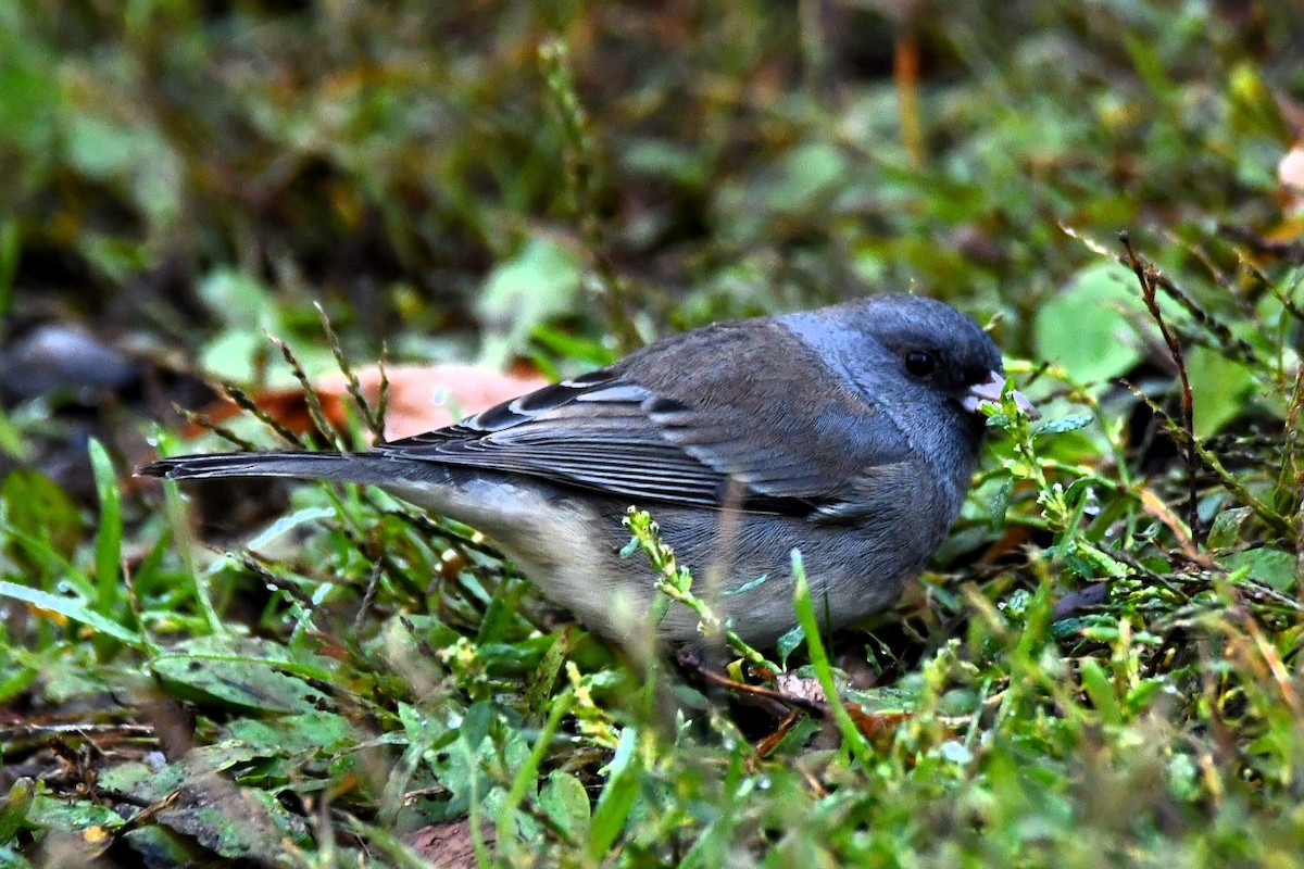 Dark-eyed Junco - ML643370441