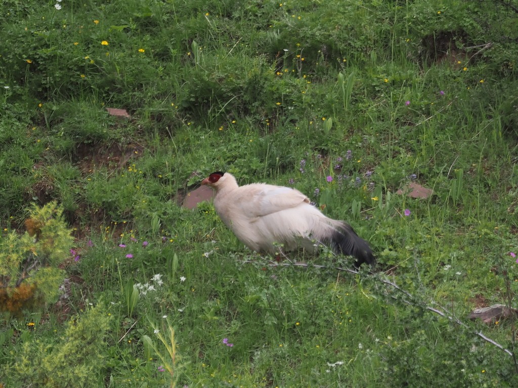 Weißflügel-Ohrfasan - ML643370485