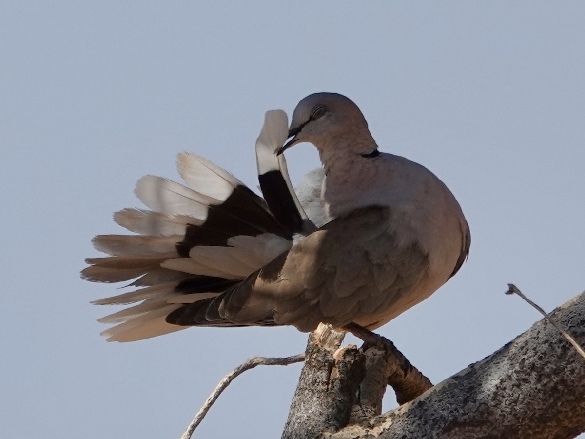 Ring-necked Dove - ML643370493