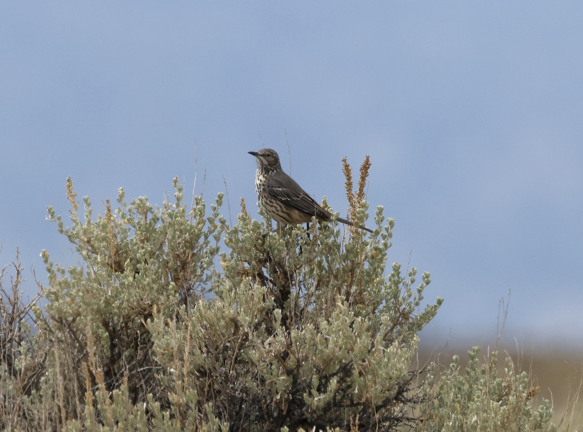 Sage Thrasher - ML643370497