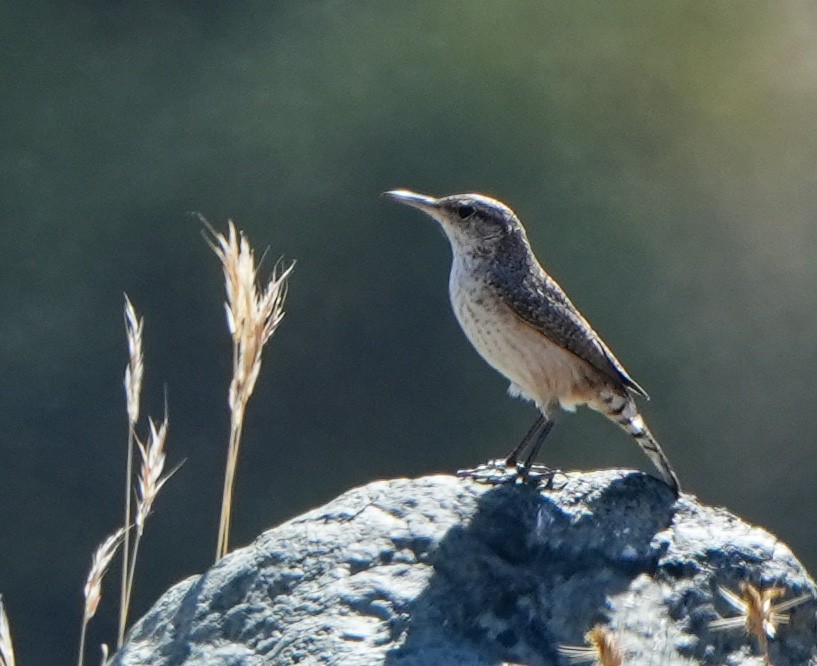 Rock Wren - ML643370499