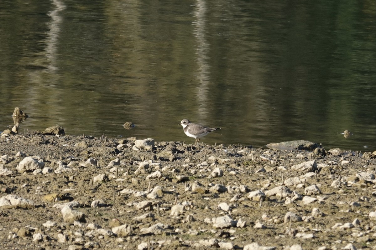 Хүзүүвчит хиазат - ML643370507