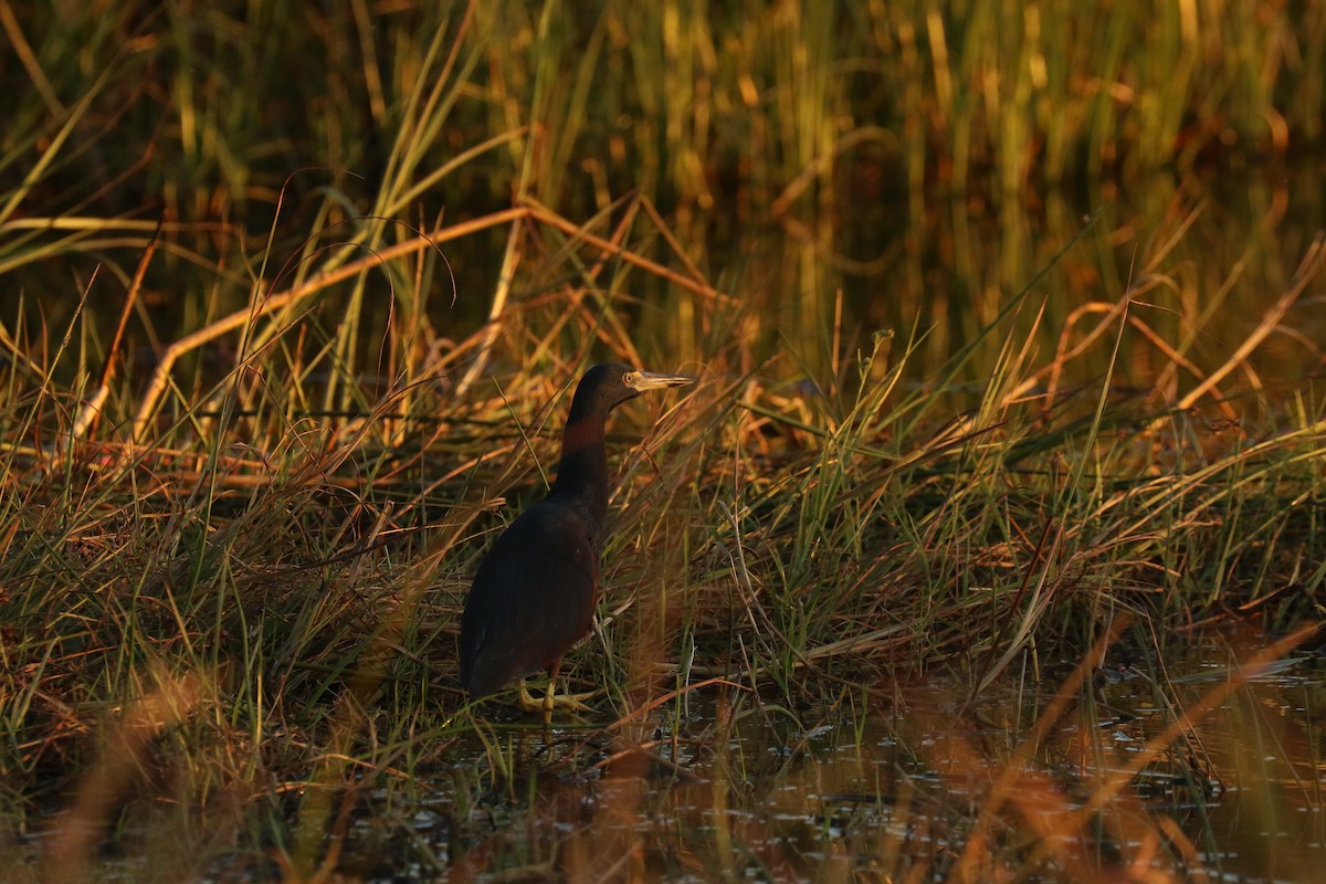 Rufous-bellied Heron - ML643370513