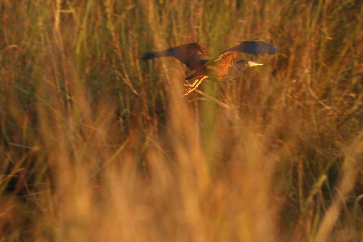 Rufous-bellied Heron - ML643370524
