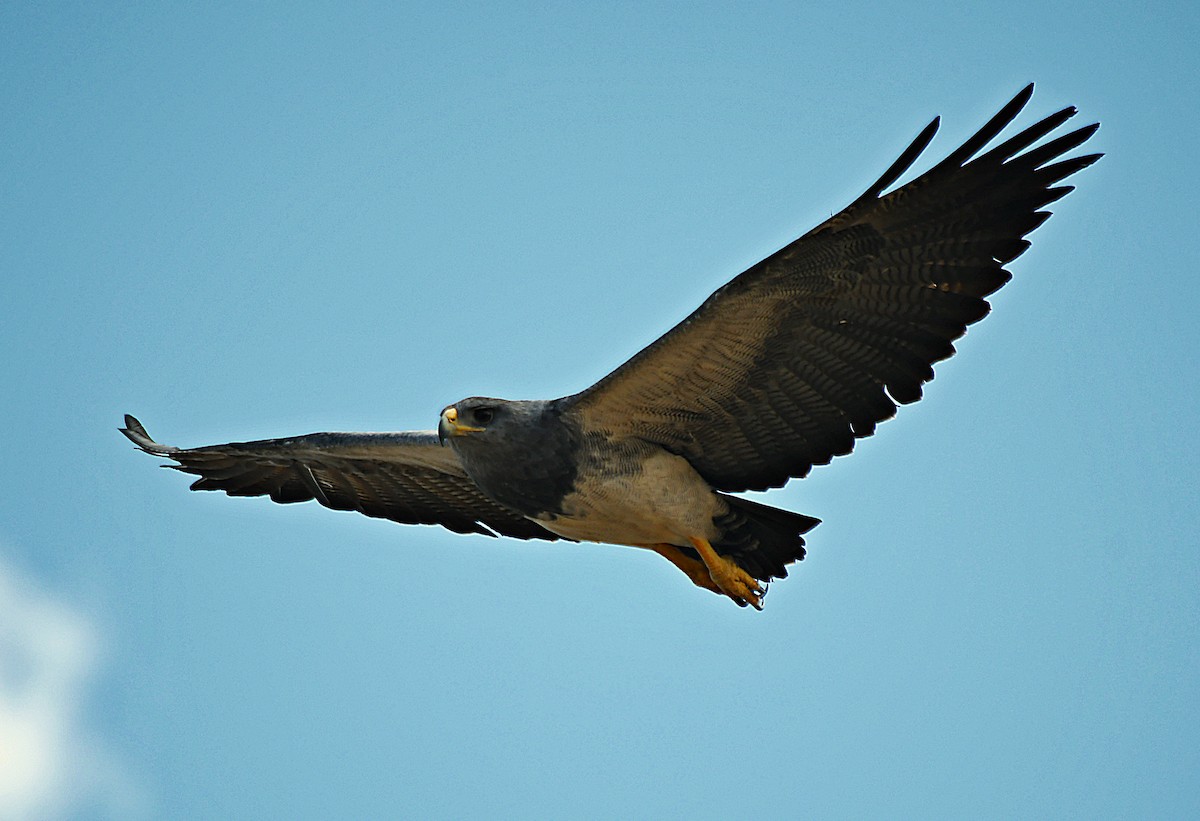 Black-chested Buzzard-Eagle - ML643370525