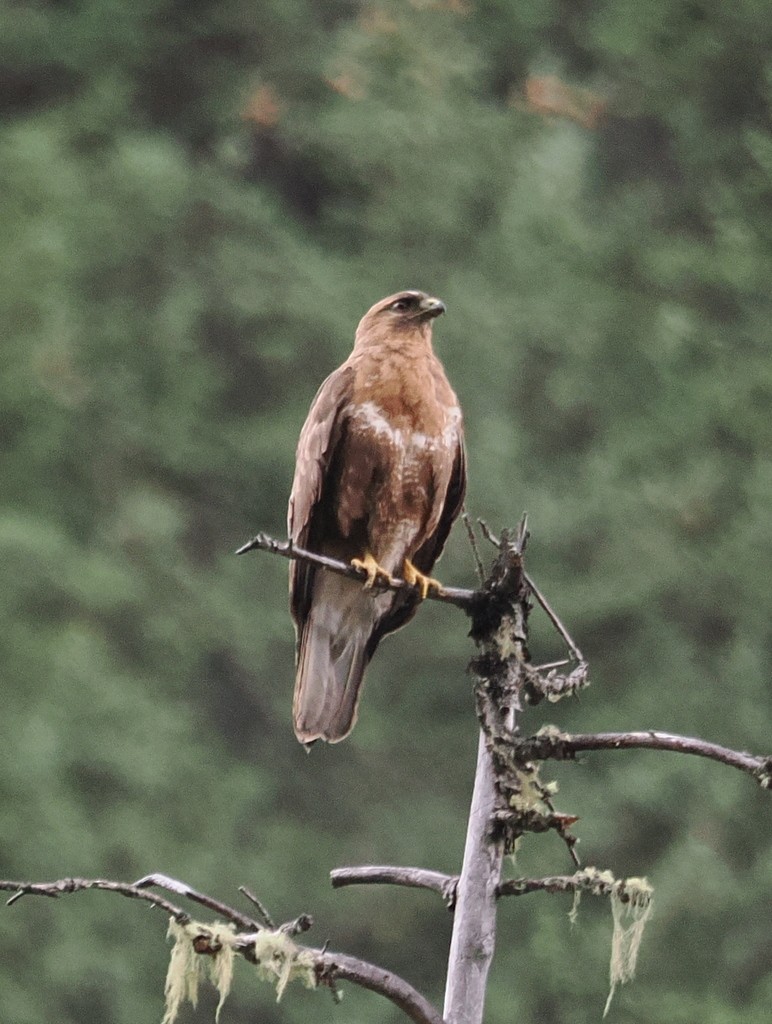 Tibetbussard - ML643370542