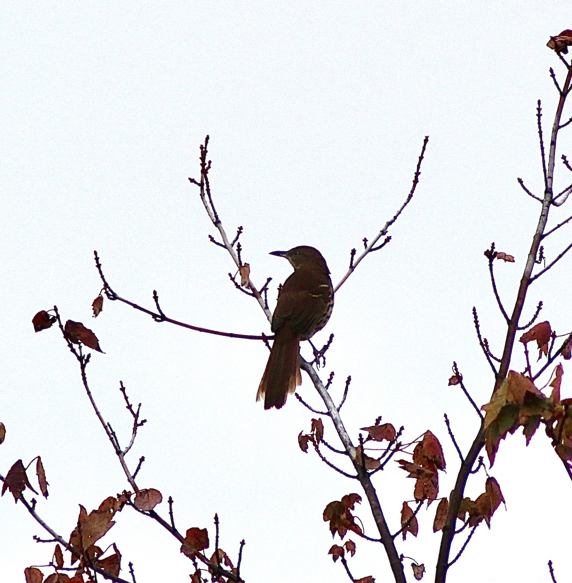 Brown Thrasher - ML643370554