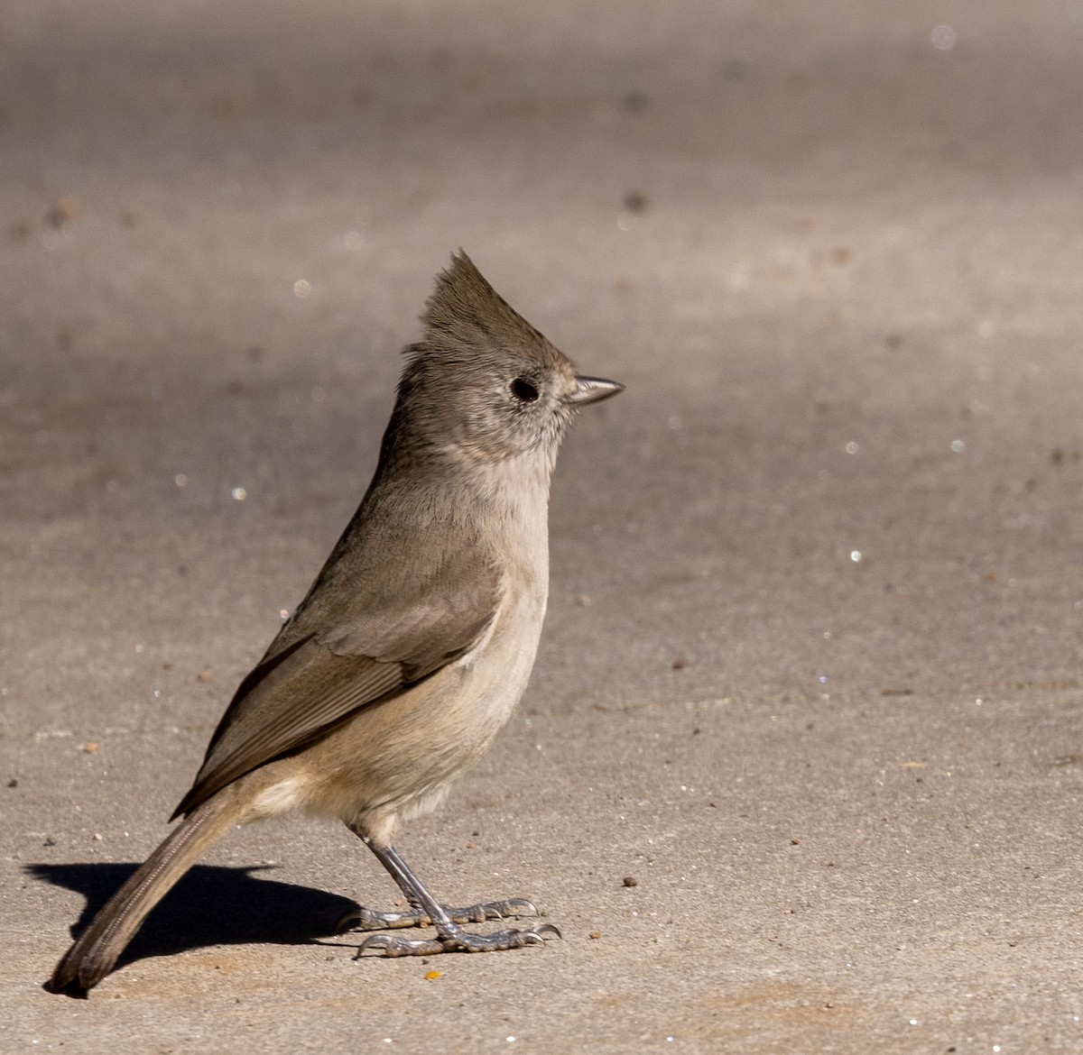 Oak Titmouse - ML643370572