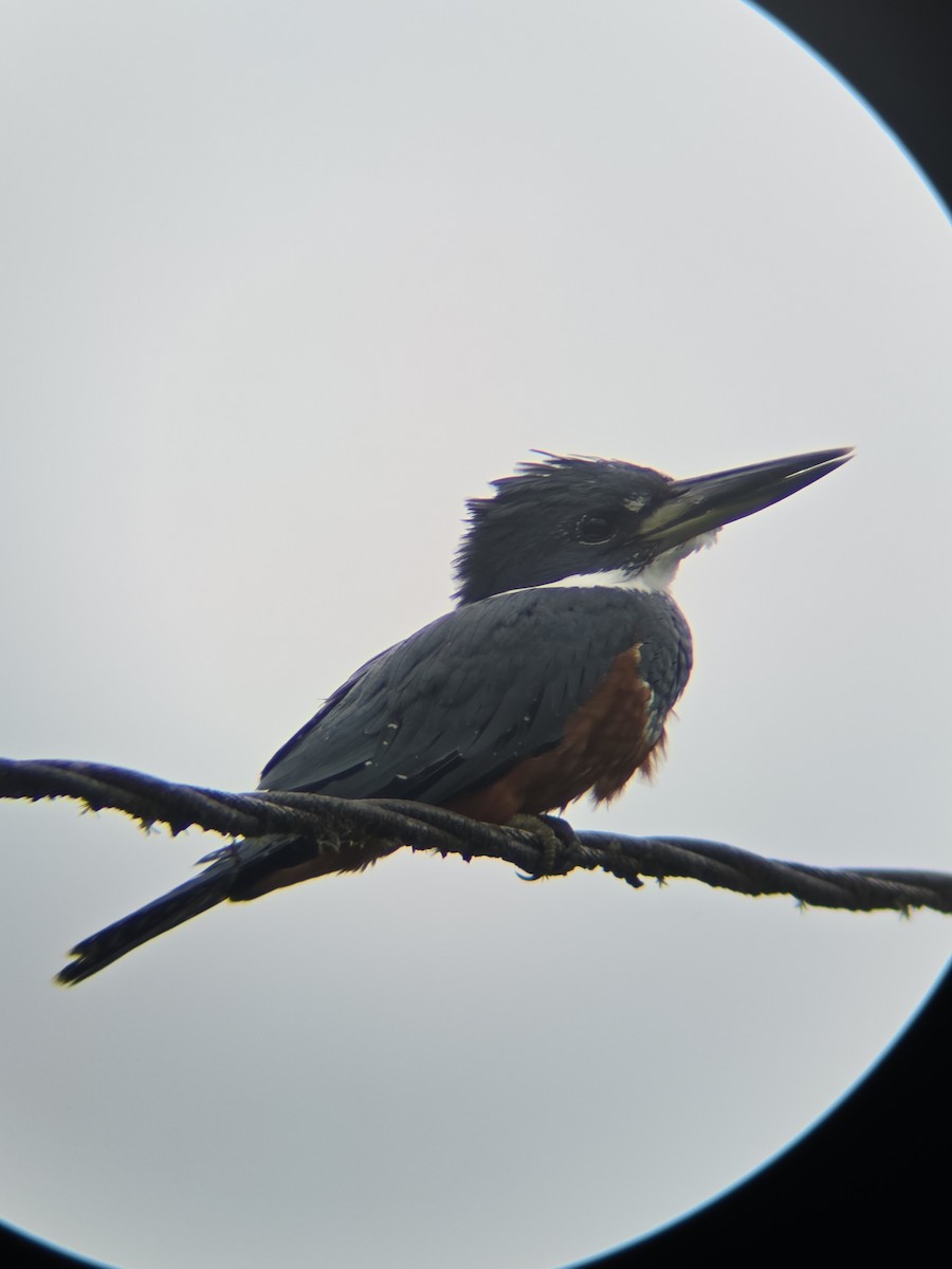 Ringed Kingfisher - ML643370599