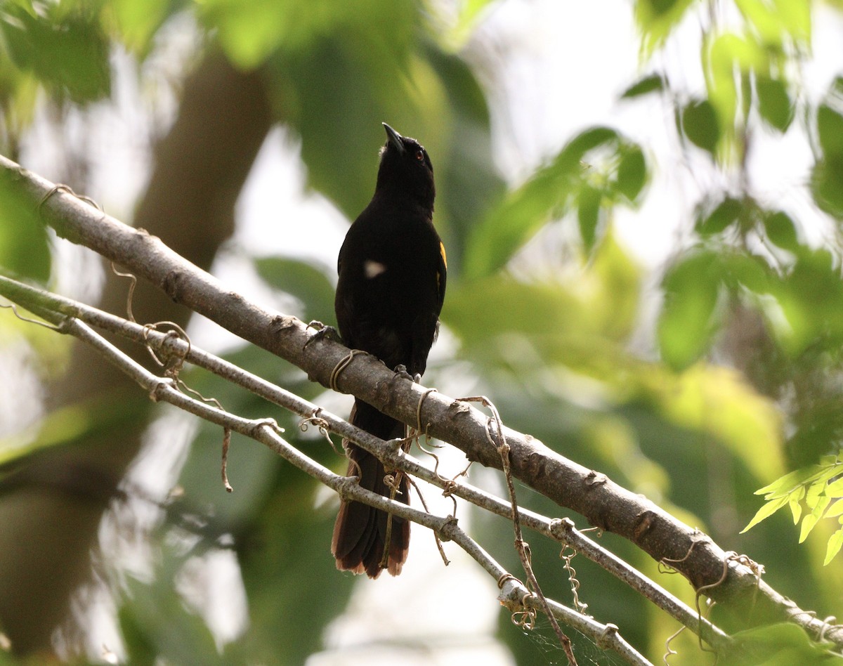Variable Oriole - ML643370627